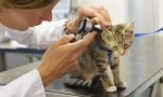 Болести на котката