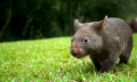 Vombat животно: сладък голям бозайник (снимка)