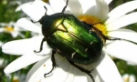 Beetle bronze golden