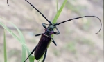 Beetle woodcossum