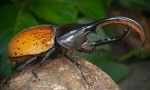 Beetle hercules: описание и начин на живот