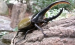 Beetle hercules
