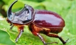 Beetle rhino: описание и начин на живот