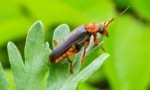 Fireman beetle: описание и начин на живот
