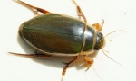 Beetle-версия