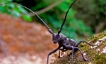 Beetles usachi: видове и щети