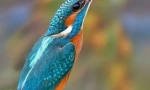 Кинг фишър