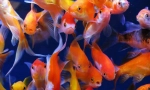 Златна рибка (carassius auratus)