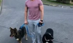 Звездите показват бизнес, който помага на бездомните животни