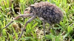 10 Невероятни случаи на контрабанда на животни