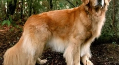 10 Породи кучета, които обожават децата и никога не им навредят