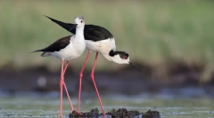 10 Птици с най-дълги крака