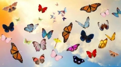 10 Най-красиви пеперуди