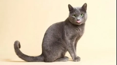 10 Най-привързани породи котки със снимки