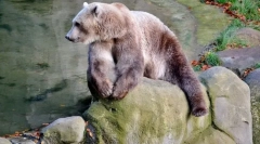 10 От най-неочакваните хибриди на животинския свят