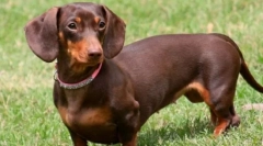 10 Кучета с къси крака: дали са безвредни мечти, както изглежда външно