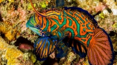 17 Най-красиви аквариумни риби