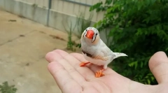 3 Най-добри домашни птици за бебето