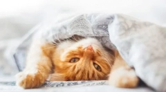 4 Причини, поради които котката се крие под одеялото