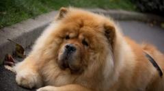 4 Проблеми в образованието на чоу чо, което няма да може да елиминира