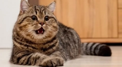 5 Причини, поради които котките силно викат през нощта
