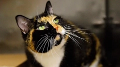 5 Шокиращи експерименти върху животни