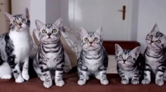 5 Страни, в които котките особено любов