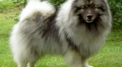 6 Интересни и забавни факти за spitzhah