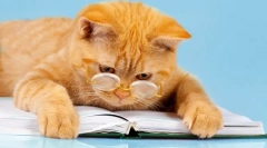 6 Забавни книги за приключенията на котките: добро настроение е гарантирано