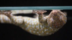 7 Невероятни способности за животни