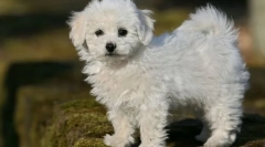 8 Породи кучета, които не осигуряват неудобство дори в малък апартамент