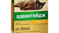 Застъпничество за котки - капки от бълхи и въшки
