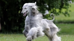 Афганистан