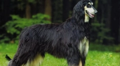 Afghan borzaya (снимка): истински дълъг космен аристократ