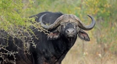 Африкански бик