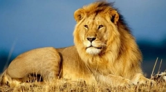 Африкански лев