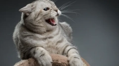 Агресия на котката: причини за външен вид, симптоми и решаване на проблема