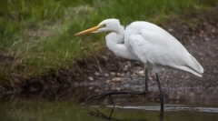 Остолно оформена. Отдаване на птици