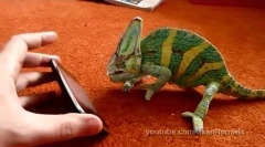 Iphone и хамелеон