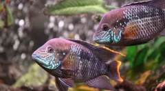 Акара красногруда