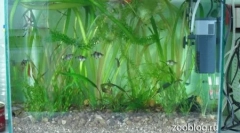 Аквариумът го прави сам