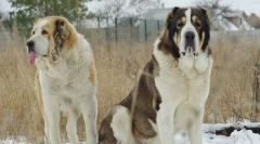 Alabai (централна азия овчарка)