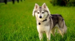 Alaskan kli-kai (снимка): мини-husky с spitz характер