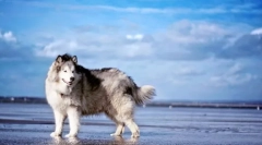 Alaskan malamut (снимка): впечатляващо куче за активни семейства