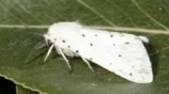 Американска бяла пеперуда