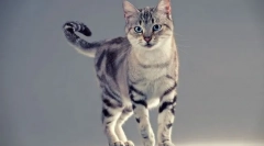 American shorthair cat (снимка): котешки дълъг черния дроб