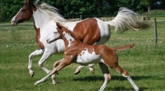 Американски коне