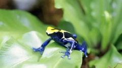 Земноводни. Изграждане и характеристики