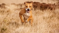 Amstaff (снимка): нежен домашен любимец и верен защитник