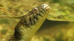 Anaconda - най-голямата змия за модерността